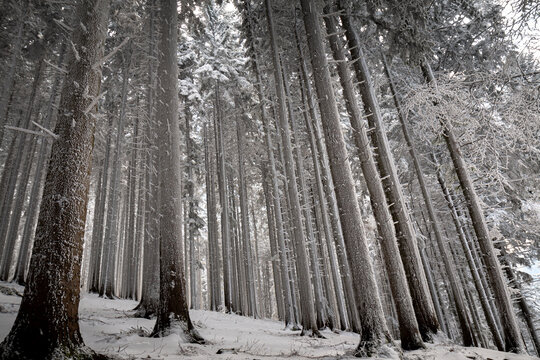 Trees covered by fresh pristine snow, Emilia Romagna