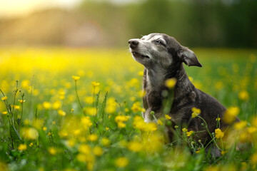 Small dog sunbathing in a field of yellow flowers