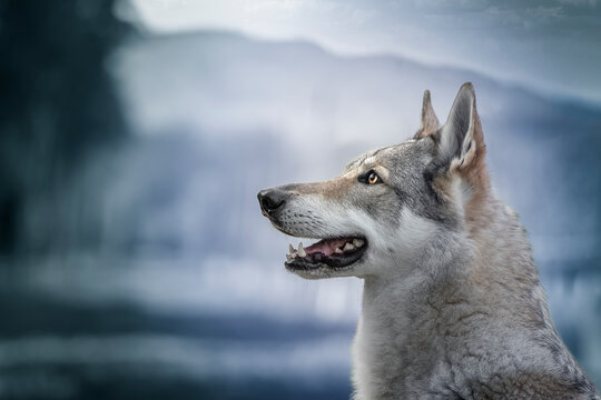 Czechoslovak Wolfdog portrait looking to the left edited in blue colors