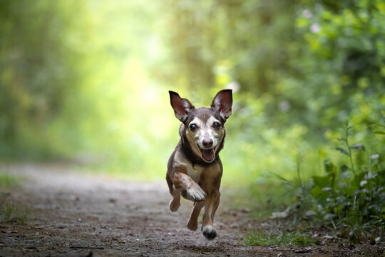 Small Dog Running Towards The Camera