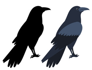 Crow flat design, isolated on white background, vector