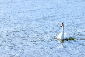 山中湖の白鳥　山梨県山中湖村　Swan of Lake Yamanaka. Yamanashi-ken Yamanakako...