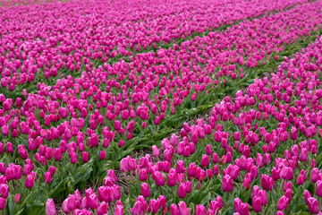 Blooming bright pink white tulip field in the Netherlands, North Holland, macro close up