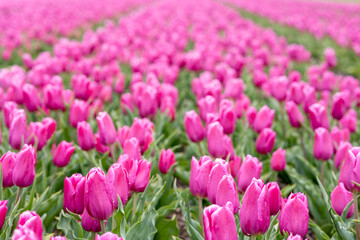 Blooming bright pink white tulip field in the Netherlands, North Holland, macro close up