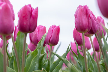 Blooming bright pink white tulip field in the Netherlands, North Holland, macro close up