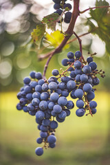 Blue vine grapes in the vineyard. Cabernet Franc grapes for making red wine in the harvesting.