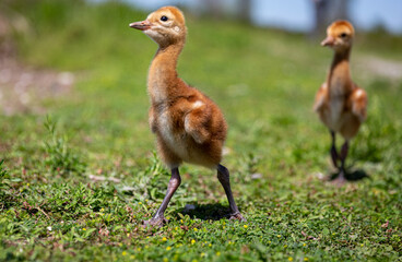 Sandhill crane colt