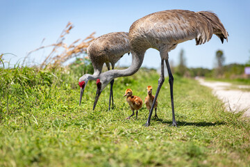 Sandhill crane family stroll