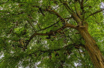Fototapeta premium szenische Darstellung Schuhe hängen symbolisch im Baum 