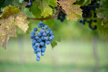 Fototapeta premium Blue vine grapes in the vineyard. Cabernet Franc grapes for making red wine in the harvesting.