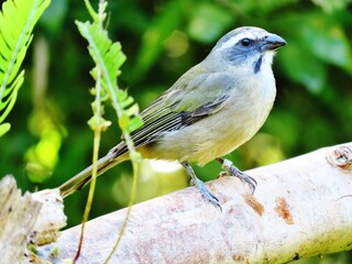 Trinca ferro - saltator similis - ave de soltura com anilha