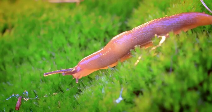 Slug slowly crawls on the green grass.. Slug is a common name for a number of gastropods that have undergone a reduction or complete loss of the shell during their evolutionary development.