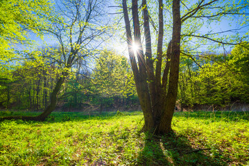 Spring holiday, green foliage with sunshine in the forest.