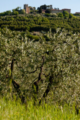 Borgo medievale di Mongiovino,Tavernelle Umbria