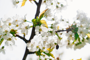 branches of a cherry tree with white flowers against white sky. spring garden