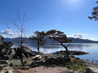 Fototapeta premium Bergen Botanical Garden Arboretet Milde Norway