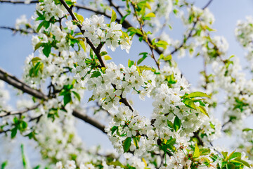 branches of a cherry tree with white flowers against the blue sky. spring garden