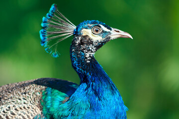 Wild bird. Portrait of a bright peacock on a blurred background