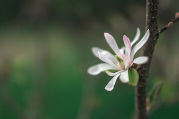 Fleurs de Magnolia étoilé (Magnolia stellata) avec flou d’arrière-plan doux - Jura - France