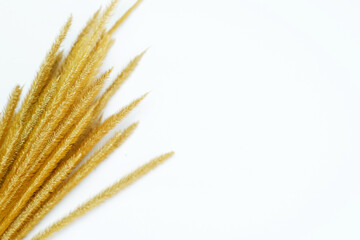 Dried wheatgrass flower on white background top view lying flat.  flat lay, copy space. Banner