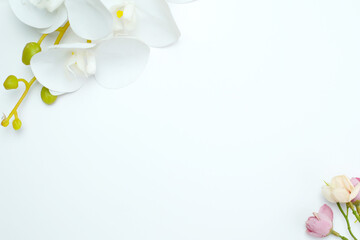 White orchid and flower buds on a white background top view lying flat. flat lay, copy space. Banner
