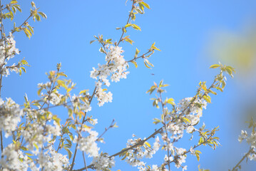 Branches de cerisier (Prunus cerasus) sous le ciel bleu printanier - Jura - France