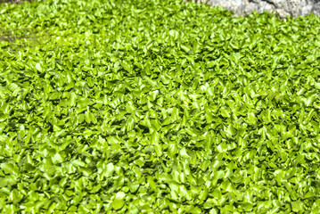 Cresson de fontaine (Nasturtium officinale) dans un canal - Jura - France