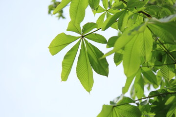 新緑、若葉、葉の色がとても綺麗