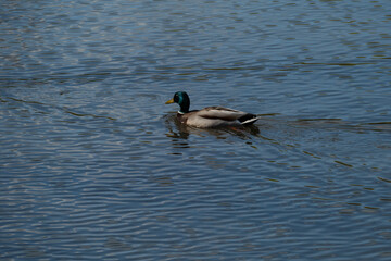 duck swimming in a pond