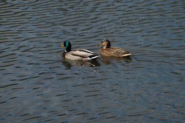 Obraz premium two ducks swimming in a pond