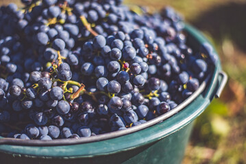 Bucket of grapes during the picking in the vineyard