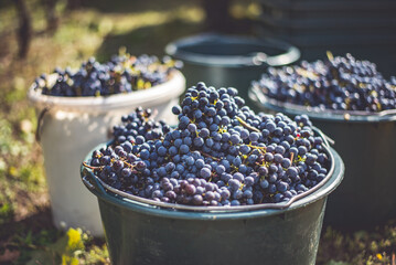 Bucket of grapes during the picking in the vineyard