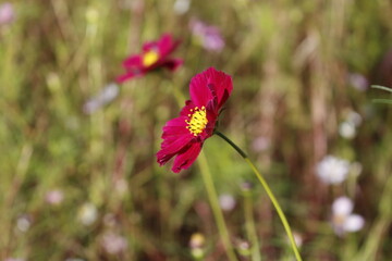 Pictures taken in Korea, republic of