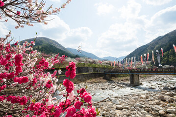 日本一の桃源郷 川沿いに赤白ピンクの3色の圧巻な花桃が咲き誇り、鯉のぼりが風に泳ぐ