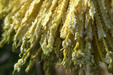 Garland of dew drops in Areca palm seeds in the morning of a winter season