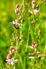 A bee collecting pollen from the first flowers of spring