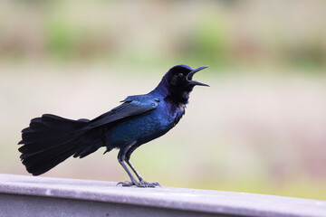 Boat-tailed grackle, Quiscalus major, in Sarasota, Florida