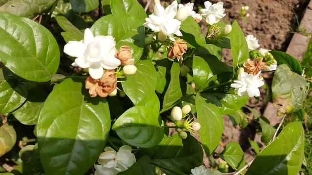 Jasminum sambac flower. The flower may be used as a fragrant ingredient in&nbsp;perfumes&nbsp;and&nbsp;jasmine tea. In India known as&nbsp;Mogra flower and beli flower. Its other names Arabian jasmine and Sambac jasmine.