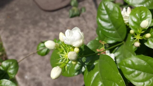 Jasminum sambac flower. The flower may be used as a fragrant ingredient in perfumes and jasmine tea. In India known as Mogra flower and beli flower. Its other names Arabian jasmine and Sambac jasmine.