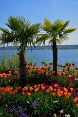 Blühende Tulpen unter grünen Palmen im Frühling an einem blauen See