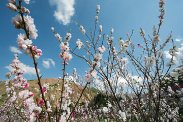 日本一の桃源郷 赤白ピンクの3色の花が咲き誇る圧巻な花桃