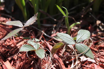 Magnifique fraisier sauvage au début du printemps.