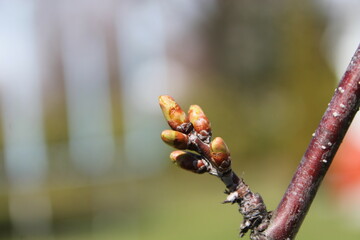 Magnifique bourgeon de cerisier au début du printemps.