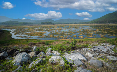 Fototapeta na wymiar Ecological wetland, panorama of landscape scenery background of marsh wetland full of grass
