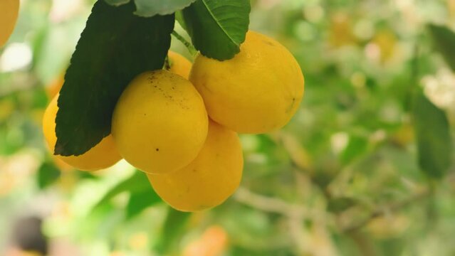 Ripe juicy, fresh yellow lemon fruits hang on tree branch. Green leaves, sunny bright day Citrus fruit yellow color. Concept of organic product with vitamins C. Background summer nature, garden park