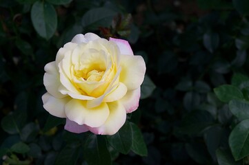 A showy yellow rose bud stretches up on a green bush in the park and plenty of space for text.