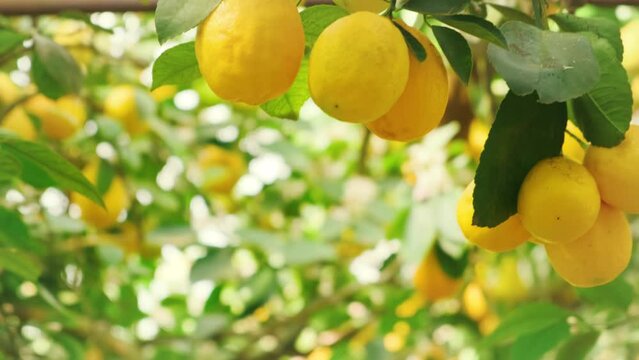 Ripe juicy, fresh yellow lemon fruits hang on tree branch. Green leaves, sunny bright day Citrus fruit yellow color. Concept of organic product with vitamins C. Background summer nature, garden park