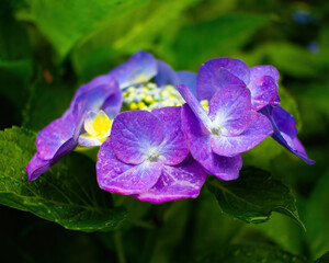 Obraz premium Beautiful blue lacecap hydrangea in a rainy day. Flower in bloom in June.