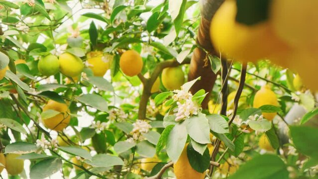 Ripe juicy, fresh yellow lemon fruits hang on tree branch. Green leaves, sunny bright day Citrus fruit yellow color. Concept of organic product with vitamins C. Background summer nature, garden park