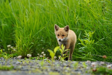 緑の中の子ぎつね